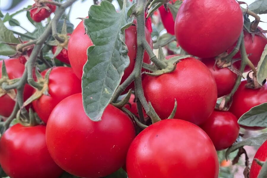 Šakos lūžta nuo pomidorų svorio? Šis paprastas triukas gali padėti