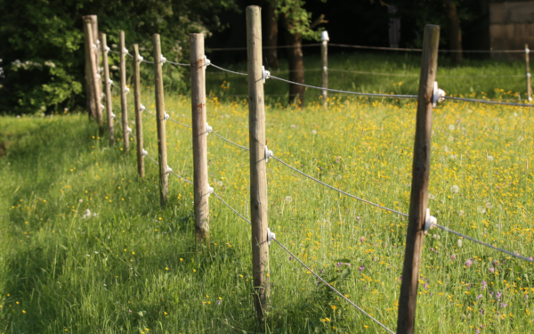 Gyventojams siūloma tūkstantinė parama: savivaldybė kviečia saugoti ūkius nuo laukinių gyvūnų