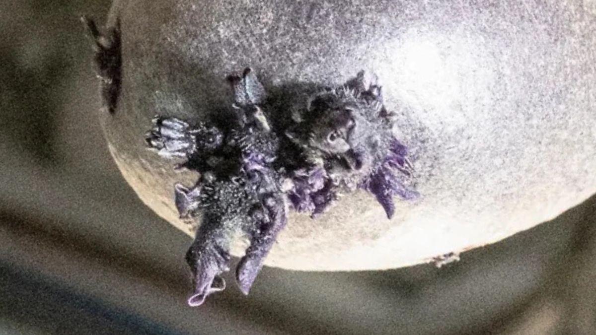 Kas tas šiurpus padaras su čiuptuvais? NASA atskleidė, ką iš tiesų pavyko užauginti kosmose