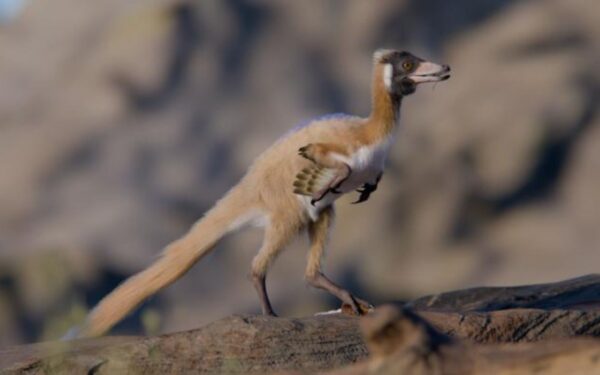 Atskleidė 90 milijonų metų saugotą paslaptį: rasti paukštį primenančio mini dinozauro griaučiai