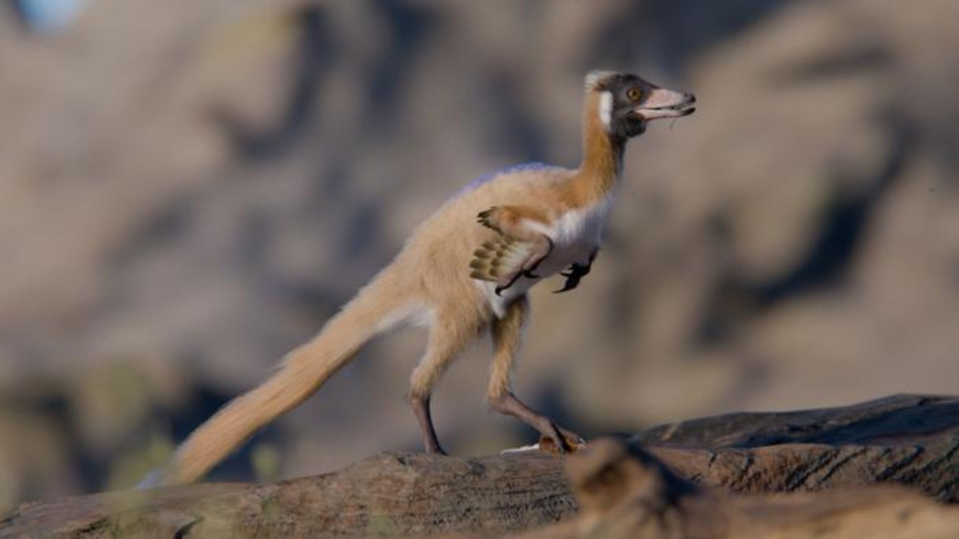 Atskleidė 90 milijonų metų saugotą paslaptį: rasti paukštį primenančio mini dinozauro griaučiai