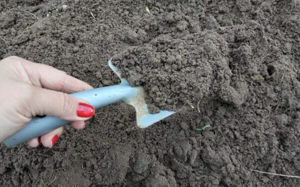 Kodėl jūsų daržas neduoda rezultatų? Ekspertai įvardijo dažniausią klaidą