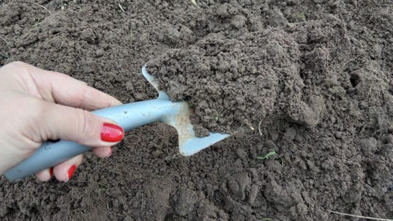 Kodėl jūsų daržas neduoda rezultatų? Ekspertai įvardijo dažniausią klaidą