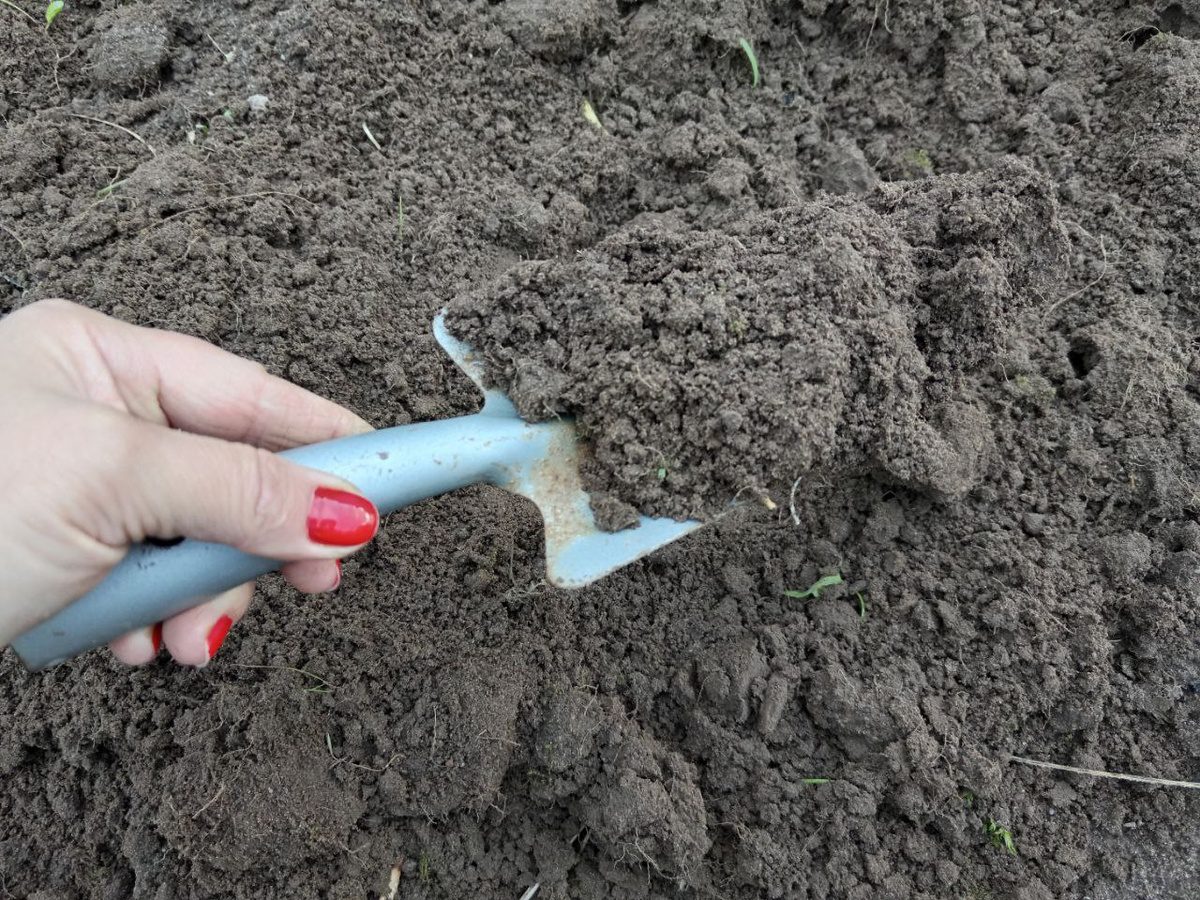 Kodėl jūsų daržas neduoda rezultatų? Ekspertai įvardijo dažniausią klaidą
