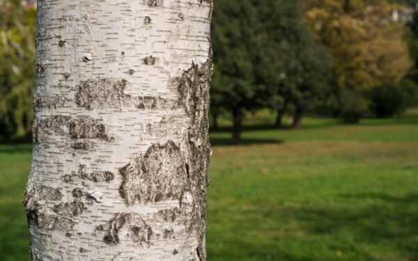 Kamienų balinti nebereikės: štai kodėl sodininkai ant medžių mauna pėdkelnes