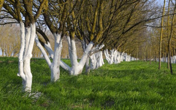 Sodininkai atskleidė: ką įmaišyti į kalkes, kad vaismedžių balinimas duotų naudos?