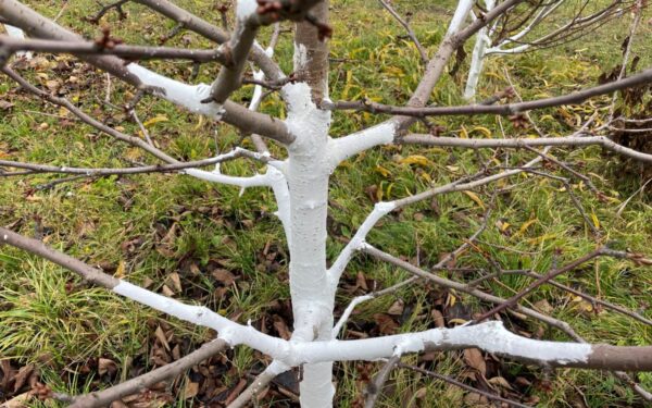 Kenkėjai sode nebeturės šanso: kodėl į balinimo mišinį verta įmaišyti paprasto ūkinio muilo?