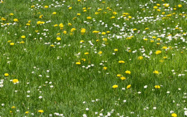 Galite likti be paramos: ūkininkai raginami atidžiai tikrinti reikalavimus