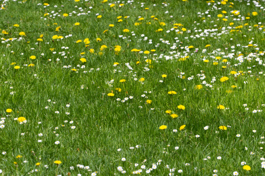 Galite likti be paramos: ūkininkai raginami atidžiai tikrinti reikalavimus
