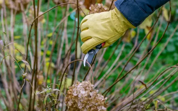 Žvėryne šalinami pavojingi medžiai: kur Vilniuje laikinai keisis aplinka ir darbų eiga
