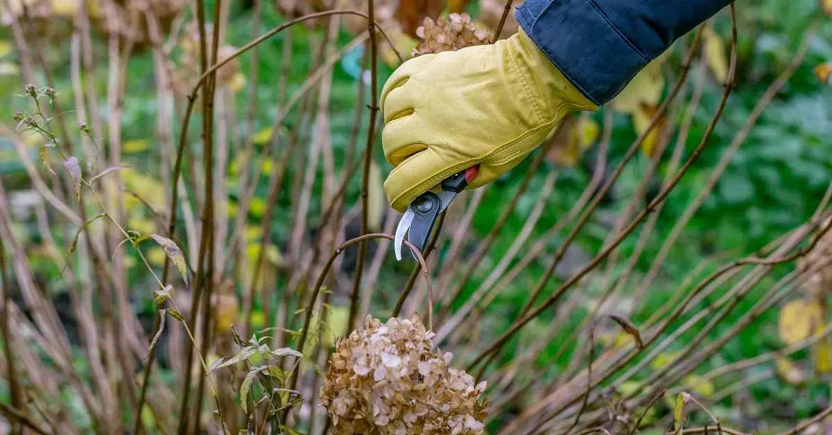 Žvėryne šalinami pavojingi medžiai: kur Vilniuje laikinai keisis aplinka ir darbų eiga