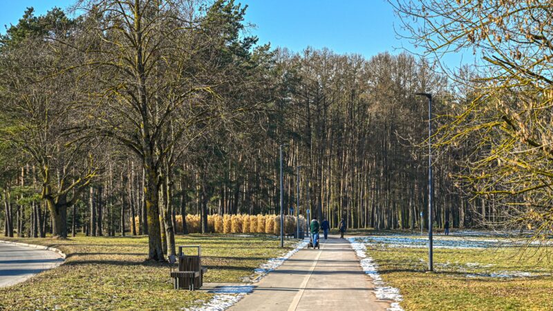 Alytus pasodino 1 152 medelių biologinės įvairovės miškelį: ką tai keis mieste ir gamtai