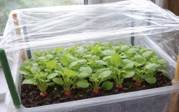 Sultingi ridikėliai be daržo: sužinokite, kaip iš sušių pagaliukų pasidaryti mini šiltnamį ridikėliams