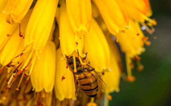 Pamirškite įprastas gėles: ši egzotiška gražuolė jau užkariavo sodus, kitų nebenorėsite