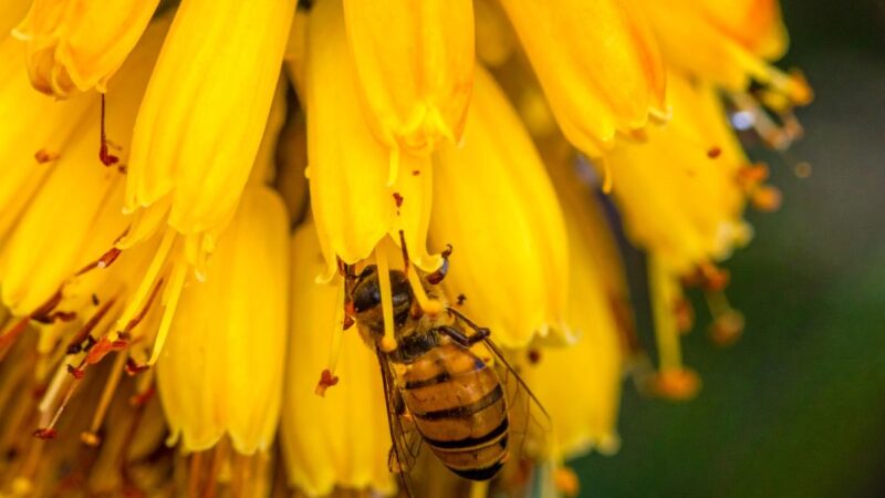 Pamirškite įprastas gėles: ši egzotiška gražuolė jau užkariavo sodus, kitų nebenorėsite
