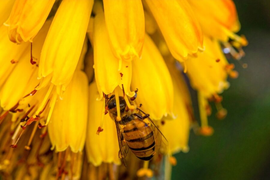 Pamirškite įprastas gėles: ši egzotiška gražuolė jau užkariavo sodus, kitų nebenorėsite