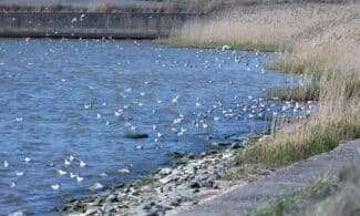 Kuršių marios. ELTA / Dainius Labutis