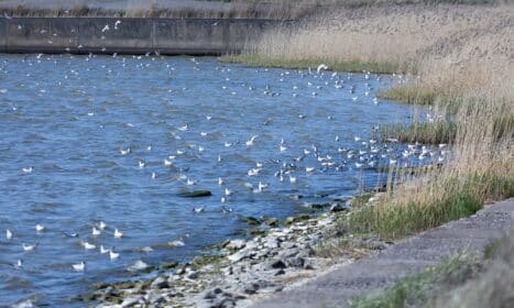 Kuršių marios. ELTA / Dainius Labutis