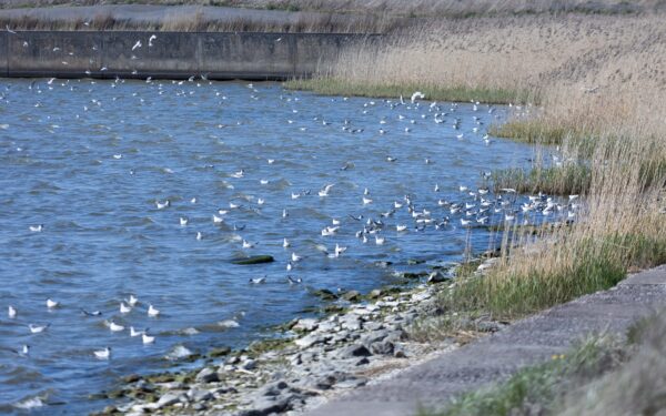 Verslinės žvejybos sektorius silpsta: per dvejus metus pasitraukė daugiau nei dešimt įmonių