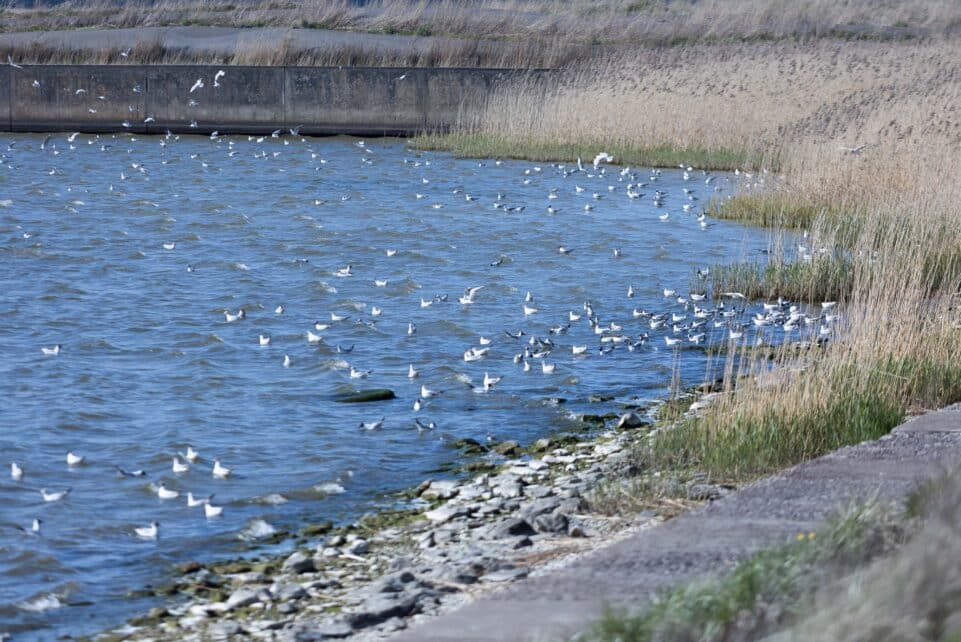 Kuršių marios. ELTA / Dainius Labutis