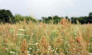 Rugpjūčio žolynai. Gedimino Savickio (ELTA) nuotr.