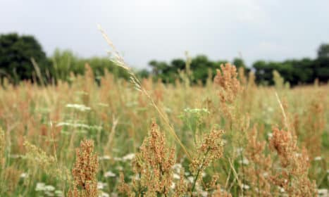 Rugpjūčio žolynai. Gedimino Savickio (ELTA) nuotr.