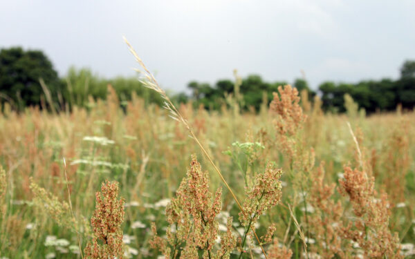 Nuo liepos – svarbūs pokyčiai žemės savininkams: štai, ko nebeliks