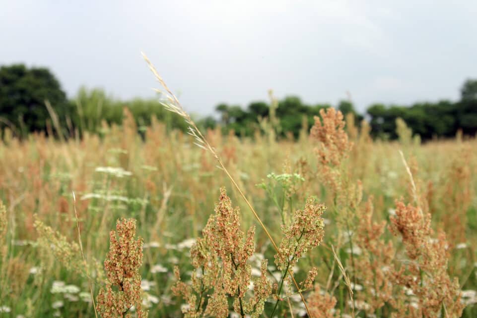 Rugpjūčio žolynai. Gedimino Savickio (ELTA) nuotr.