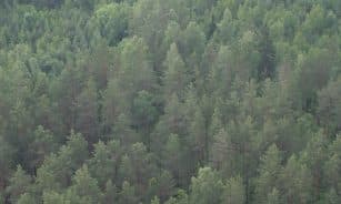 Senosios urėdijos užveria duris - darbą pradeda Valstybinių miškų urėdija. Eltos nuotr.