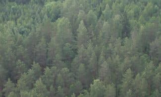 Senosios urėdijos užveria duris - darbą pradeda Valstybinių miškų urėdija. Eltos nuotr.