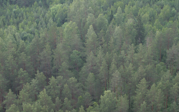 Miškų tarnybos istorija pasiekė STT: paskelbta išvada, kuri jau kelia aštrias reakcijas