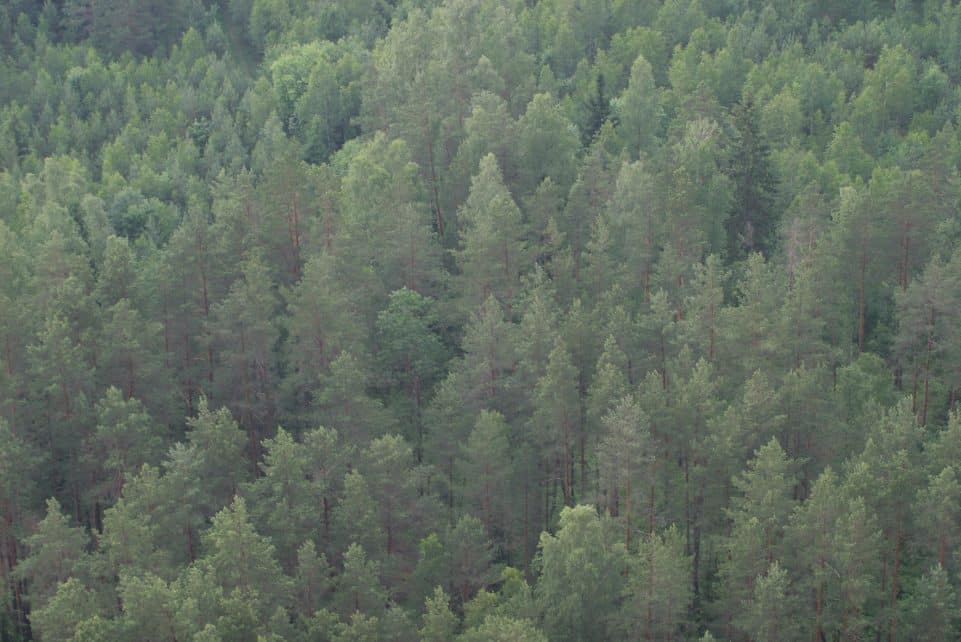 Senosios urėdijos užveria duris - darbą pradeda Valstybinių miškų urėdija. Eltos nuotr.