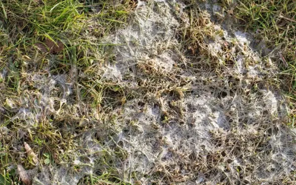 Veja po žiemos atrodo kaip išdeginta? Sužinokite, kokią klaidą daro beveik kiekvienas lietuvis