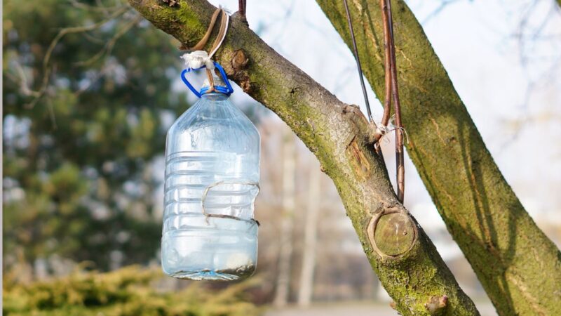 Kodėl kaimynai ant medžių kabina butelius su folija? Atskleidė genialią gudrybę nuo paukščių ir musių