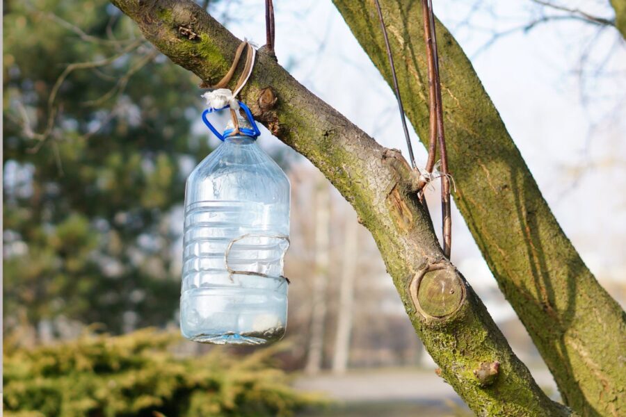Kodėl kaimynai ant medžių kabina butelius su folija? Atskleidė genialią gudrybę nuo paukščių ir musių