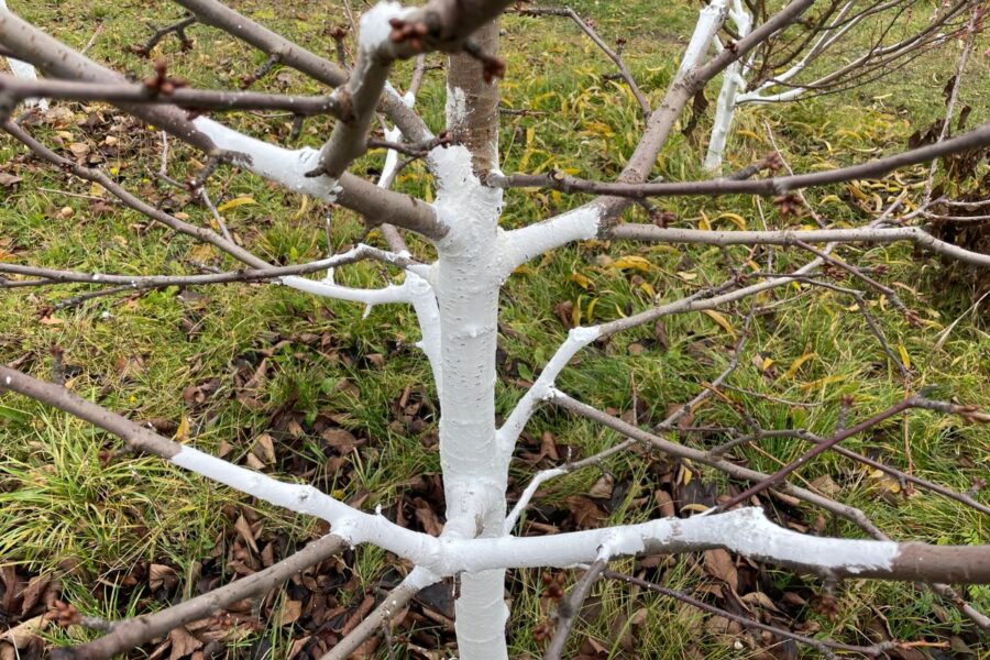 Klaida, kurią daro dažnas sodininkas: balinti medžius dabar gali būti pavojinga