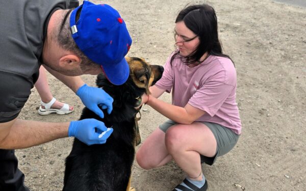 Nemokamai sužymės kates, šunis ir šeškus: Vilniaus rajonas skelbia akcijos grafiką
