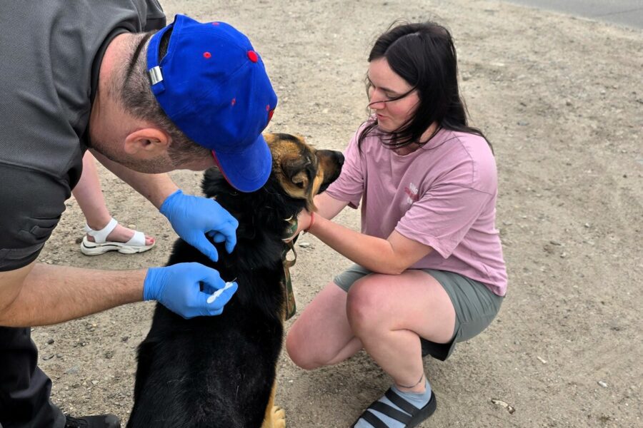 Nemokamai sužymės kates, šunis ir šeškus: Vilniaus rajonas skelbia akcijos grafiką