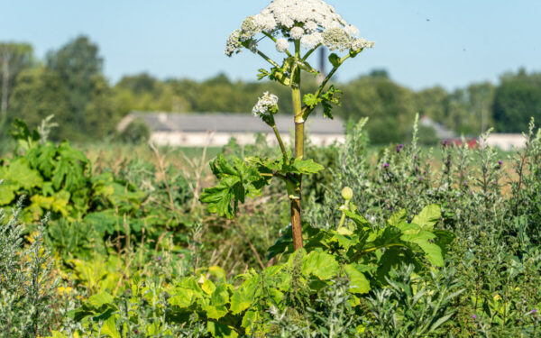 Savivaldybė siunčia aiškią žinią: sėkmingai naikina invazinį augalą ir primena apie baudas