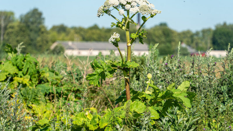 Savivaldybė siunčia aiškią žinią: sėkmingai naikina invazinį augalą ir primena apie baudas