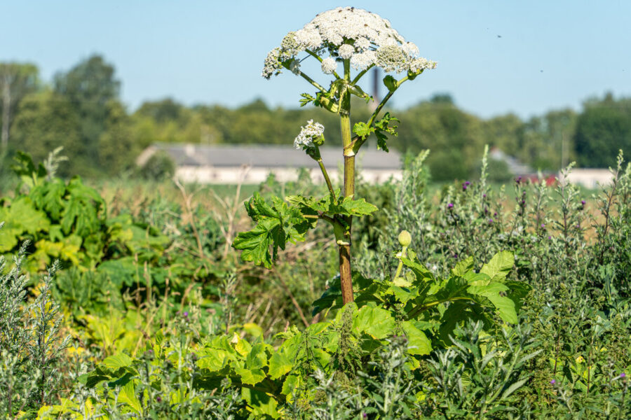 Savivaldybė siunčia aiškią žinią: sėkmingai naikina invazinį augalą ir primena apie baudas