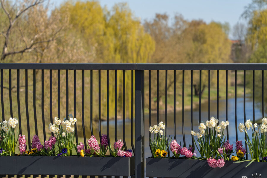 Miestas jau pražydo: gyventojai kviečiami išeiti į lauką ir atrasti spalvomis pasikeitusias erdves