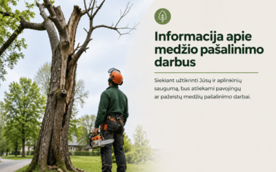 Saugotinas beržas atsidūrė dėmesio centre: paaiškinta, kodėl nuspręsta jį kirsti