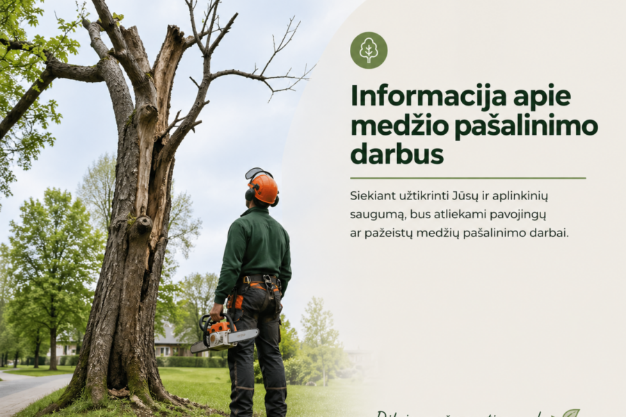 Saugotinas beržas atsidūrė dėmesio centre: paaiškinta, kodėl nuspręsta jį kirsti