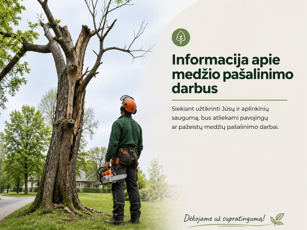Saugotinas beržas atsidūrė dėmesio centre: paaiškinta, kodėl nuspręsta jį kirsti