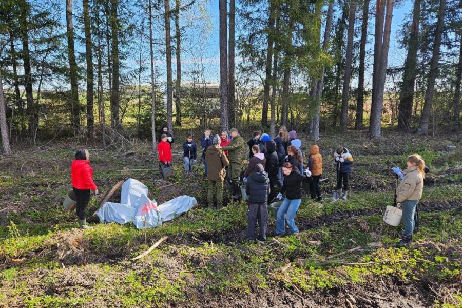 Nacionalinis miškasodis nustebino: per dieną pasodinta milijonai medelių, skaičiai įspūdingi