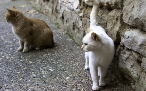 Imasi benamių kačių kontrolės: savivaldybė ėmėsi veiksmų, ką privalu žinoti gyventojams?