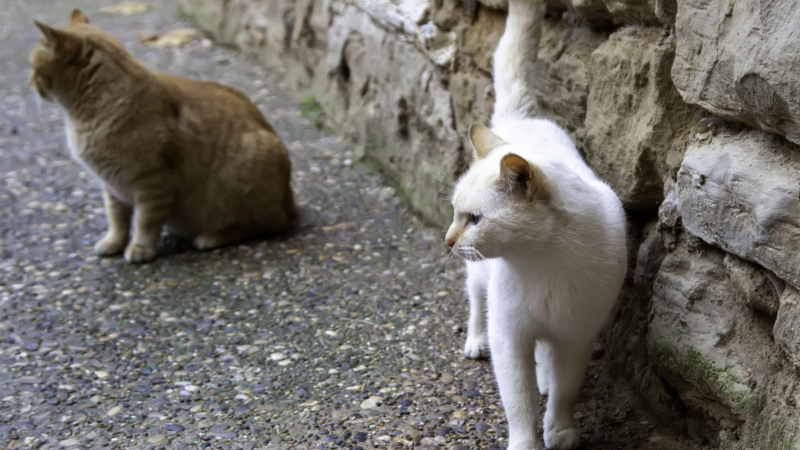 Imasi benamių kačių kontrolės: savivaldybė ėmėsi veiksmų, ką privalu žinoti gyventojams?