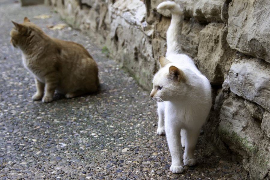 Imasi benamių kačių kontrolės: savivaldybė ėmėsi veiksmų, ką privalu žinoti gyventojams?