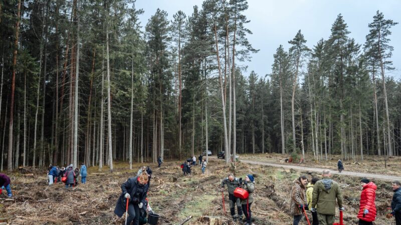 Per vieną dieną pasodintas rekordinis kiekis medžių: tokio masto akcijos dar nebuvo